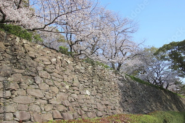 Obraz 福岡市の舞鶴公園の石垣と満開の桜