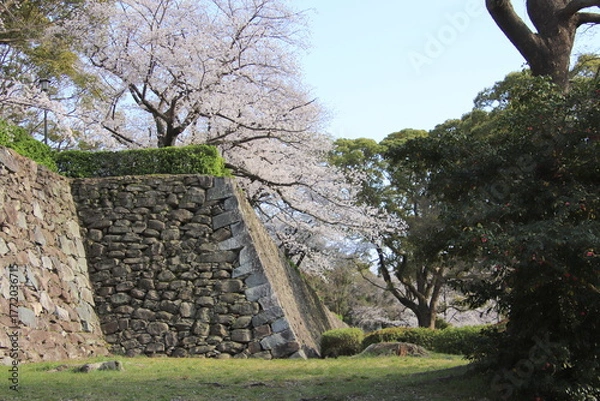 Obraz 福岡市の舞鶴公園の石垣と満開の桜
