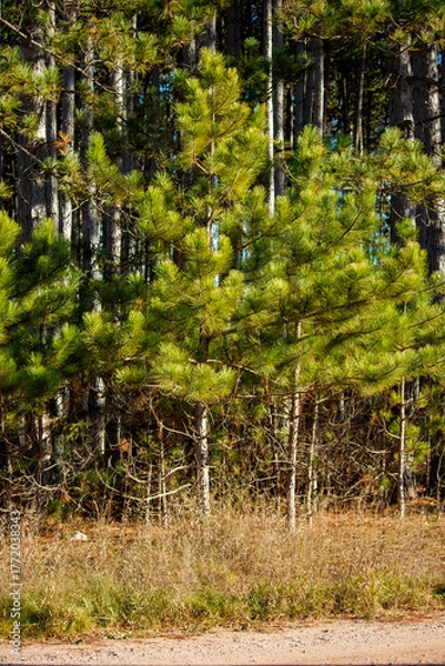 Fototapeta pine trees in the forest