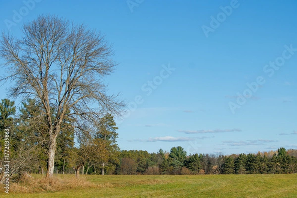 Fototapeta trees in the field
