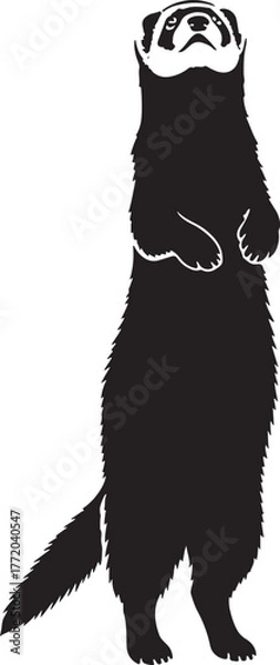 Fototapeta Alert ferret standing tall silhouette iconic pet mammal playful companion domestic animal wildlife creature image design element