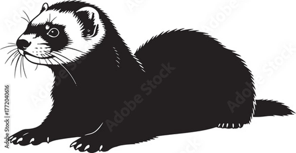 Fototapeta Adorable ferret lying down captured in striking black and white silhouette artistic render captivating pet portrait