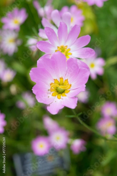 Fototapeta Purple Flower