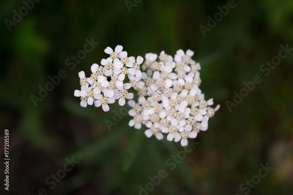 Fototapeta White Flower