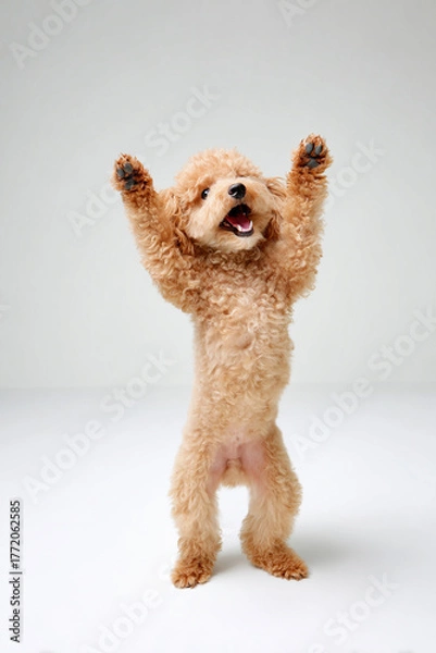 Fototapeta 両手を上げて立ち上がる万歳しているトイプードルの元気なポーズ
