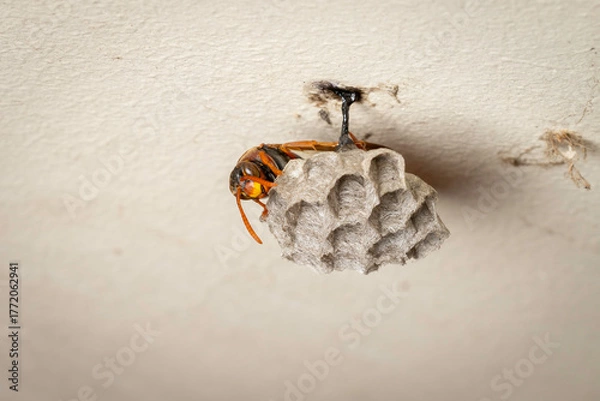 Fototapeta Australian Paper Wasp (Polistes humilis) and nest, Canberra, ACT, October 2025