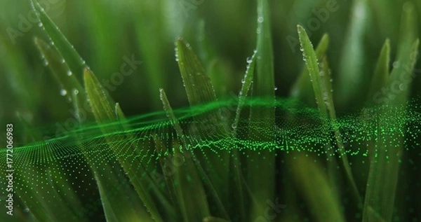 Fototapeta Shimmering grass blades glistening with dewdrops in dewy meadow, with floating green particle wave