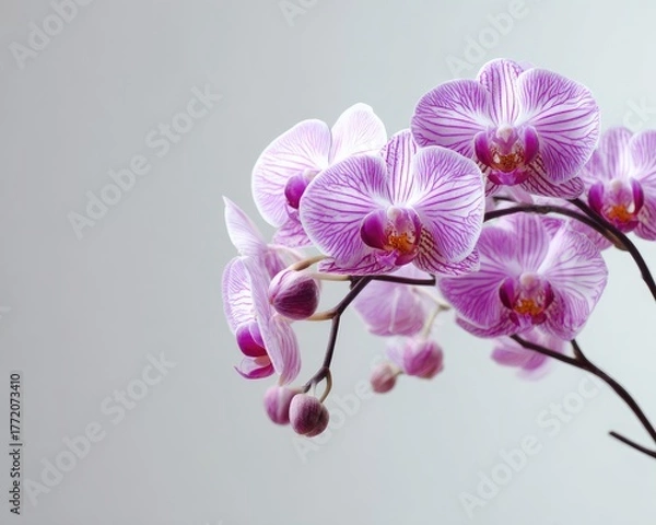 Obraz Pink And Purple Striped Orchids On Gray Background