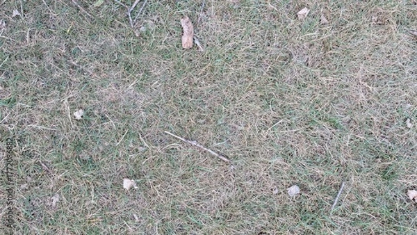 Obraz Dry grass texture