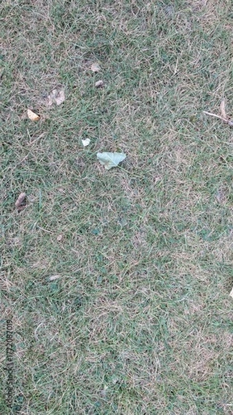 Obraz Dry grass texture