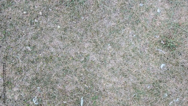 Obraz Dry grass texture