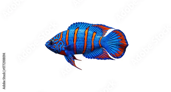 Fototapeta siamese fighting fish