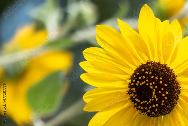 Fototapeta 明るく元気に咲くひまわり　花の背景　