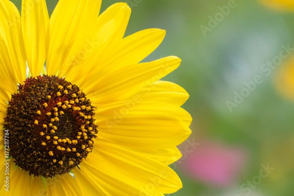 Obraz 明るく元気に咲くひまわり　花の背景　