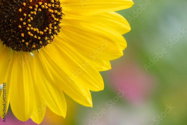 Obraz 明るく元気に咲くひまわり　花の背景　