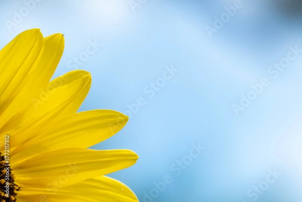 Fototapeta 明るく元気に咲くひまわり　花の背景　