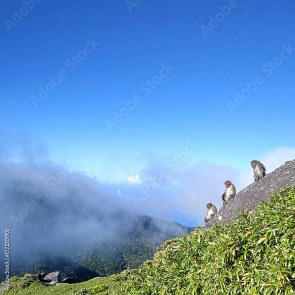 Obraz 宮之浦岳のヤクシマザル