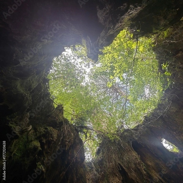 Obraz ウィルソン株