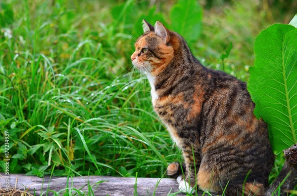 Obraz Tabby cat sitting in the high green grass, side view. Cat outdoors