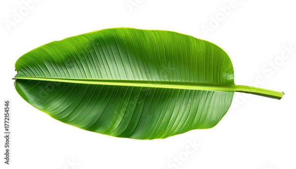 Obraz Glossy green banana leaf with prominent veins on black backdrop