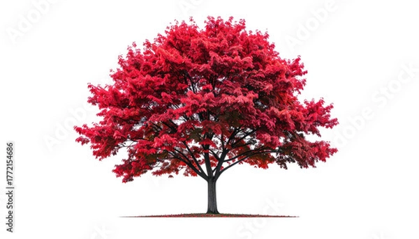 Obraz Red-leaved tree, dark trunk, against black background, isolated