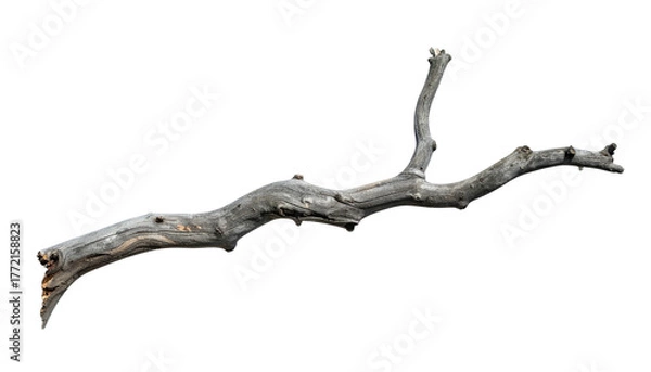 Obraz Weathered, greyish-brown branch isolated on solid black background