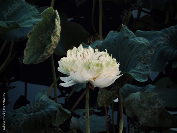 Fototapeta Ruffled White Lotus in Dramatic Light on West Lake in Hanoi, Vietnam