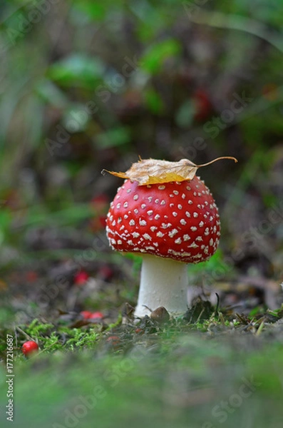 Fototapeta Young fly agaric growing in the forest with birch leaf on its cap