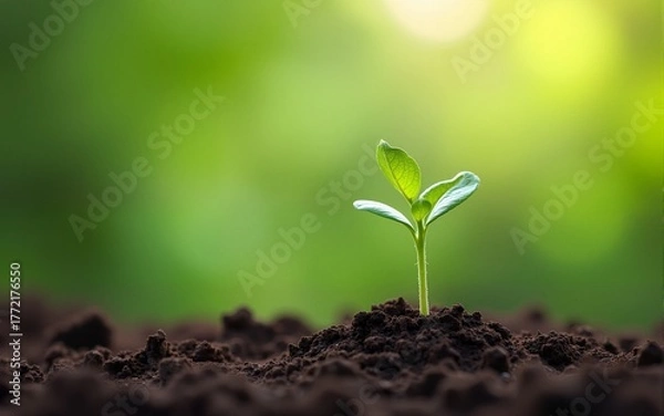 Fototapeta A scene of farming and plant growth is set against a green, blurry backdrop. sprouting from seed and developing into a seedling. Concept of development and ecology in nature with copy space