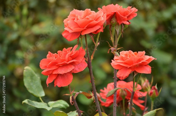 Obraz ピンク色のバラ