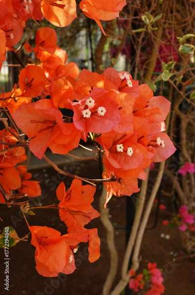 Obraz オレンジ色のブーゲンビレア
