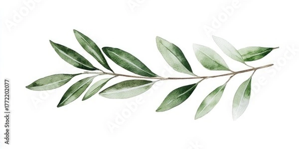 Fototapeta A watercolor illustration of a green olive branch with leaves, set against a white background.
