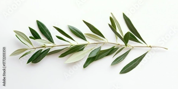 Fototapeta A single olive branch with green leaves on a white background.