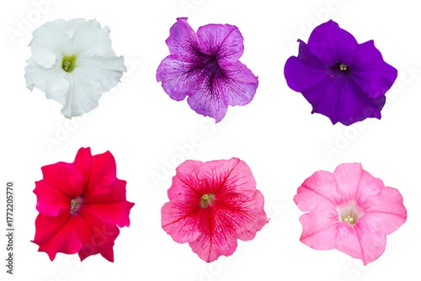 Fototapeta Close-up of several petunias in different colors in full bloom isolated on a png file on a transparent background.