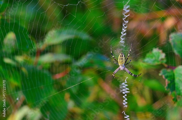 Fototapeta Wasp Spider (Argiope bruennichi) on the web