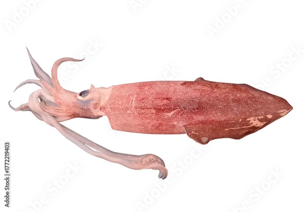 Obraz fresh squid isolated 