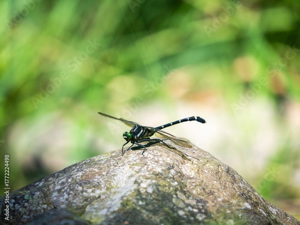 Obraz 夏の川辺の岩の上のコオニヤンマ　昆虫