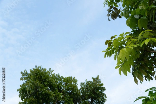 Fototapeta Bright blue sky with scattered white clouds and lush green tree foliage from a low angle perspective.