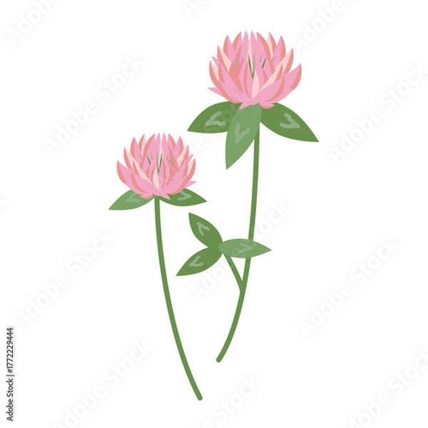 Obraz かわいいムラサキツメクサのイラスト