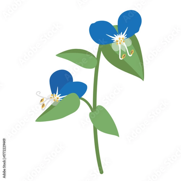 Obraz かわいいツユクサのイラスト