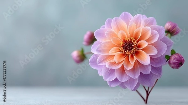 Obraz Macro close up of a violet dahlia blossom with orange center covered in water droplets soft pastel background with muted blue and grey tones