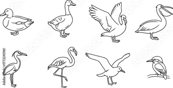 Fototapeta Bird duck goose swan pelican heron flamingo seagull kingfisher wildlife line