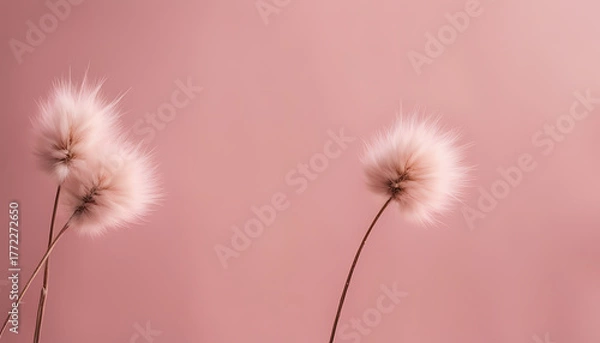 Fototapeta Fluffy flowers gently swaying against a soft pink background in a serene and calm setting Generative AI