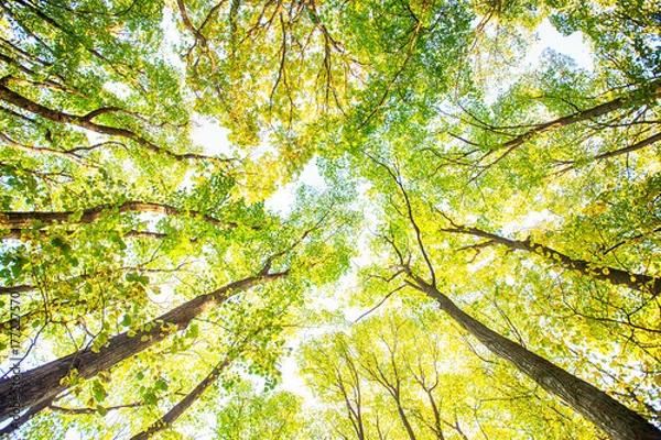 Fototapeta Poczuj naturę jesiennego lasu