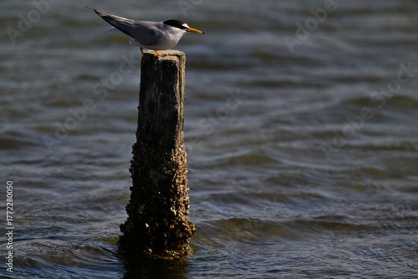 Fototapeta Zwergseeschwalbe // Little tern (Sternula albifrons) - Narta lagoon, Albania