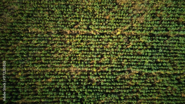 Fototapeta Drone assesses farmland productivity visually, Satellite imagery guides harvest planning