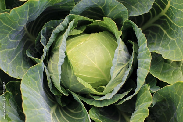 Fototapeta The green head of cabbage in the garden