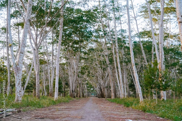 Fototapeta A dirt path winds through a beautiful forest of tall, slender trees with striking white bark.