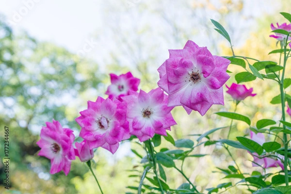 Fototapeta ピンクの薔薇（ブリリアント・ピンク・アイスバーグ）