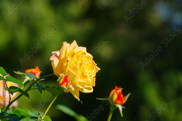 Fototapeta 黄色の薔薇（トロピカル・シャーベット）